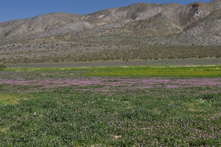 field of purple ground cover